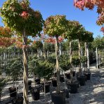 Ambrovník styraxový (Liquidambar styraciflua) ´GUMBALL´- výška 250-300 cm, kont. C55L - TVAROVANÝ TROJKMEŇ